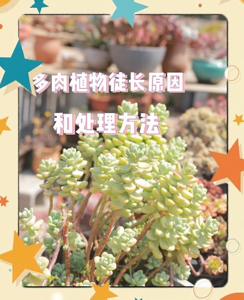 他把多肉全放倒？多肉倒着长怎么办？-第5张图片-优品飞百科