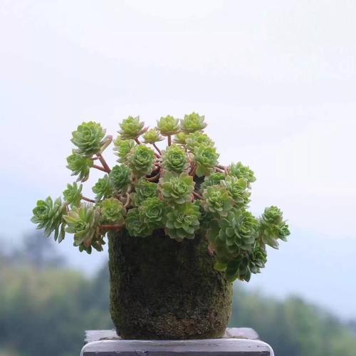 他把多肉全放倒？多肉倒着长怎么办？-第6张图片-优品飞百科