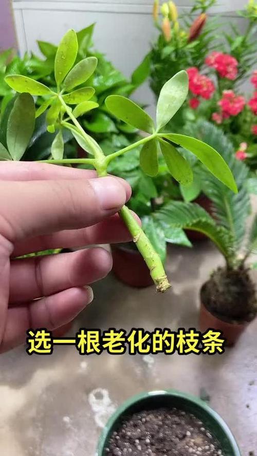 鹅掌柴怎么繁殖，鹅掌柴怎么繁殖插养视频