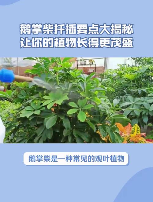 鹅掌柴怎么繁殖,鹅掌柴怎么繁殖插养视频-第2张图片-优品飞百科 鹅掌柴怎么繁殖,鹅掌柴怎么繁殖插养视频-第2张图片-优品飞百科