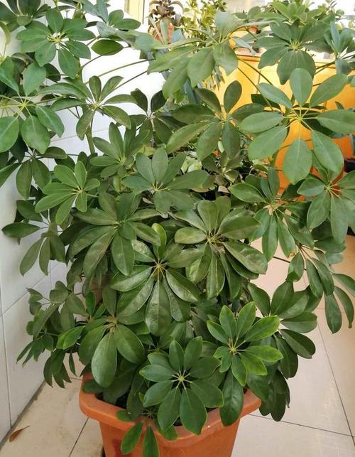 鹅掌柴怎么繁殖,鹅掌柴怎么繁殖插养视频-第4张图片-优品飞百科 鹅掌柴怎么繁殖,鹅掌柴怎么繁殖插养视频-第4张图片-优品飞百科