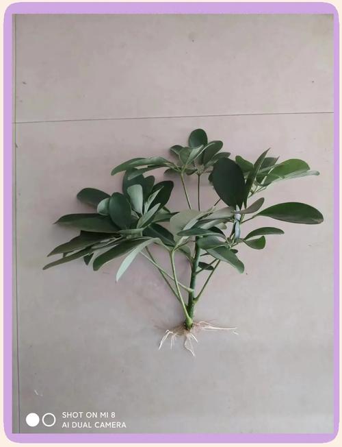 鹅掌柴怎么繁殖,鹅掌柴怎么繁殖插养视频-第5张图片-优品飞百科 鹅掌柴怎么繁殖,鹅掌柴怎么繁殖插养视频-第5张图片-优品飞百科