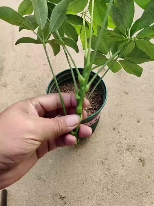 鹅掌柴怎么繁殖,鹅掌柴怎么繁殖插养视频-第6张图片-优品飞百科 鹅掌柴怎么繁殖,鹅掌柴怎么繁殖插养视频-第6张图片-优品飞百科