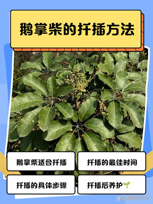 鹅掌柴怎么繁殖,鹅掌柴怎么繁殖插养视频-第7张图片-优品飞百科 鹅掌柴怎么繁殖,鹅掌柴怎么繁殖插养视频-第7张图片-优品飞百科