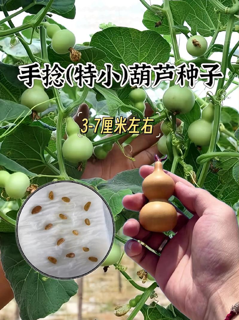 葫芦的养殖方法？七彩葫芦的养殖方法？