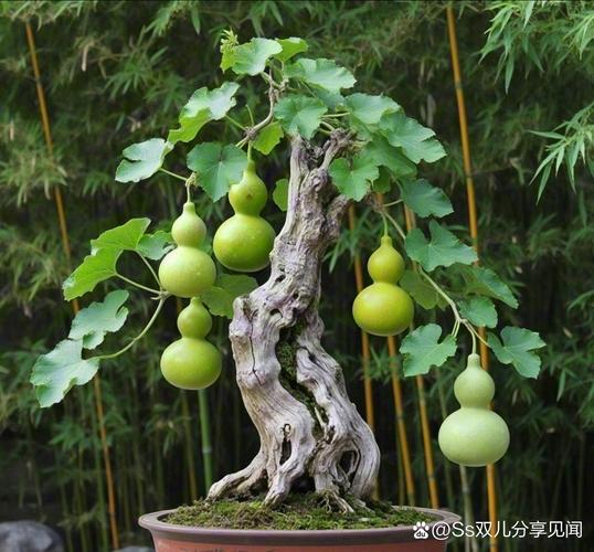 葫芦的养殖方法？七彩葫芦的养殖方法？-第2张图片-优品飞百科