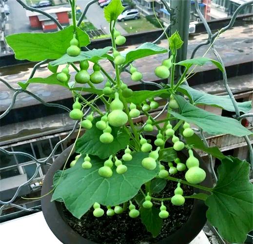 葫芦的养殖方法？七彩葫芦的养殖方法？-第3张图片-优品飞百科