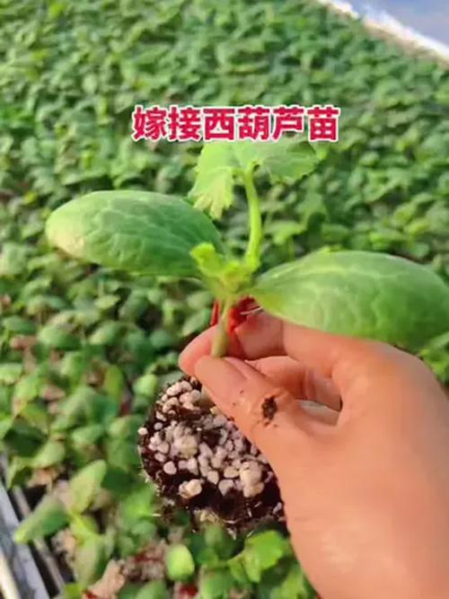 葫芦的养殖方法？七彩葫芦的养殖方法？-第5张图片-优品飞百科