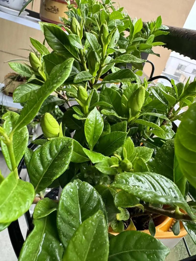 栀子花为什么掉花蕾，栀子花为什么掉花苞?？