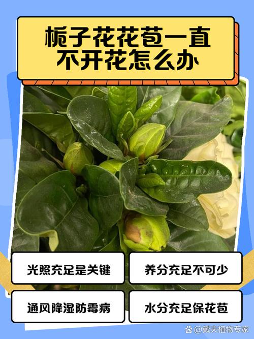 栀子花为什么掉花蕾，栀子花为什么掉花苞?？-第2张图片-优品飞百科