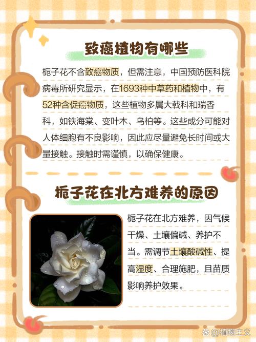 栀子花为什么掉花蕾，栀子花为什么掉花苞?？-第3张图片-优品飞百科