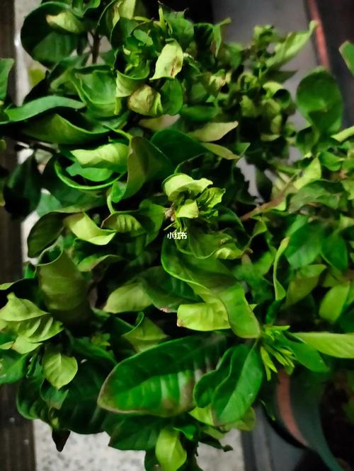 栀子花为什么掉花蕾，栀子花为什么掉花苞?？-第4张图片-优品飞百科