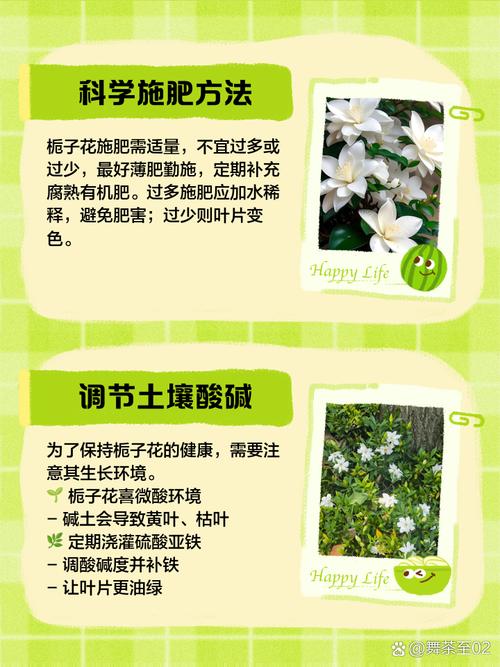 栀子花为什么掉花蕾，栀子花为什么掉花苞?？-第5张图片-优品飞百科