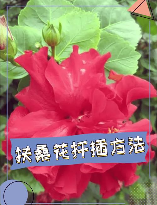 扶桑花怎么扦插，扶桑花怎么扦插视频-第2张图片-优品飞百科