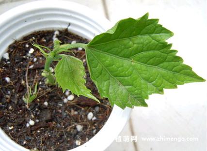 扶桑花怎么扦插，扶桑花怎么扦插视频-第4张图片-优品飞百科