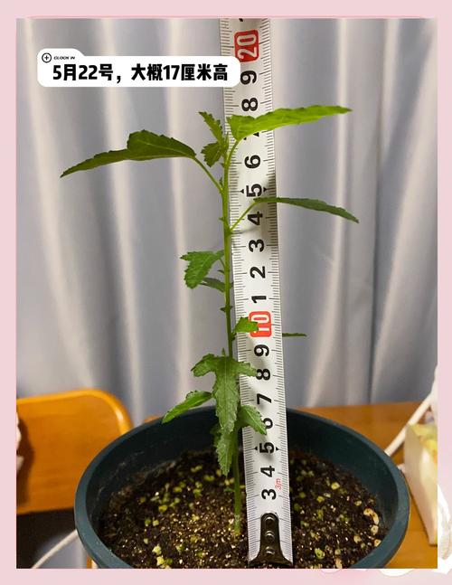 扶桑花怎么扦插，扶桑花怎么扦插视频-第5张图片-优品飞百科