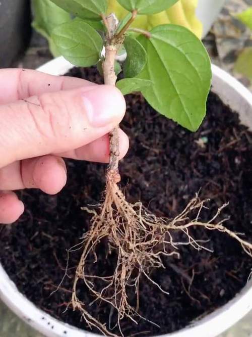 扶桑花怎么扦插，扶桑花怎么扦插视频-第6张图片-优品飞百科