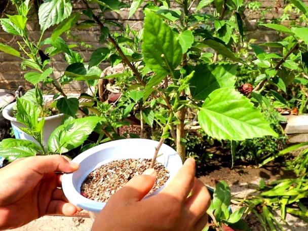 扶桑花怎么扦插，扶桑花怎么扦插视频-第7张图片-优品飞百科