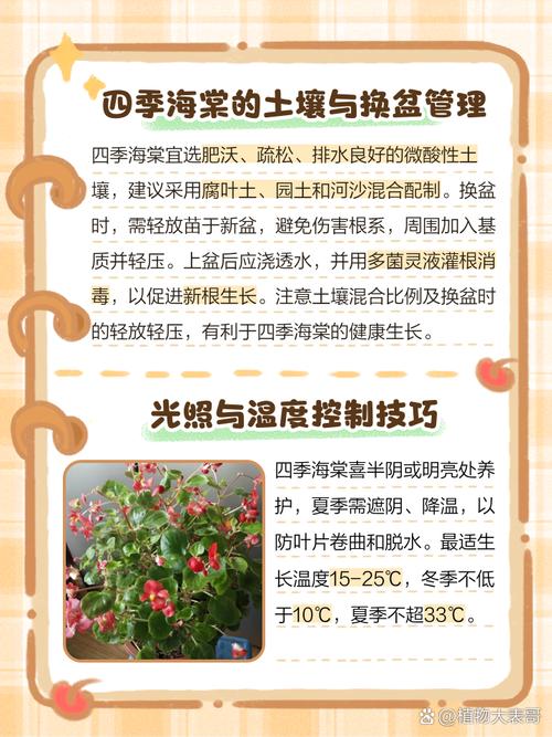 四季海棠春天怎么养？四季海棠春天怎么养护和管理？