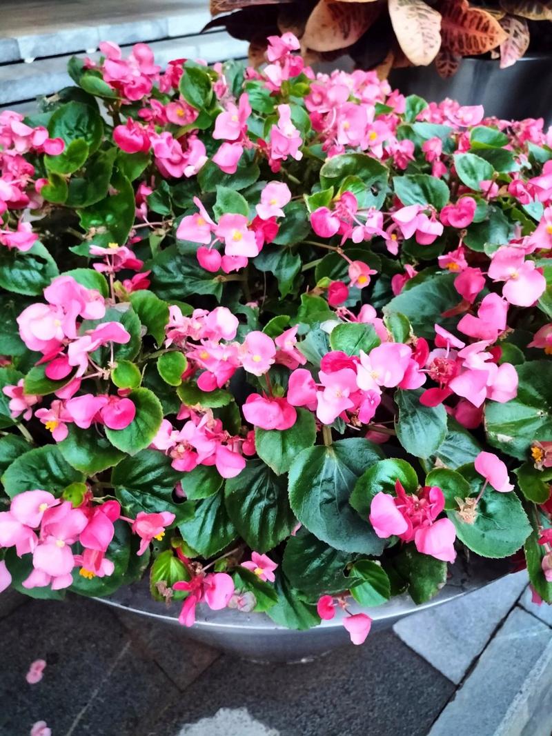 四季海棠春天怎么养？四季海棠春天怎么养护和管理？-第2张图片-优品飞百科