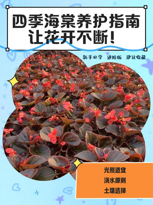 四季海棠春天怎么养？四季海棠春天怎么养护和管理？-第3张图片-优品飞百科