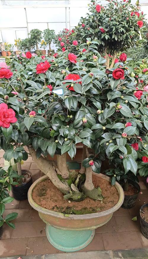 四季海棠春天怎么养？四季海棠春天怎么养护和管理？-第5张图片-优品飞百科