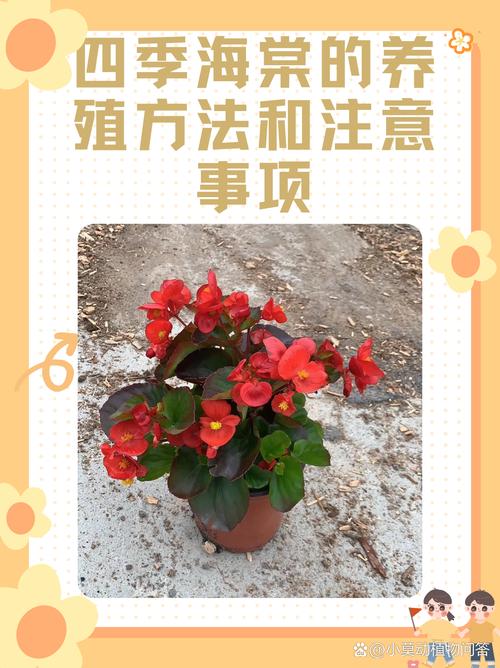 四季海棠春天怎么养？四季海棠春天怎么养护和管理？-第6张图片-优品飞百科