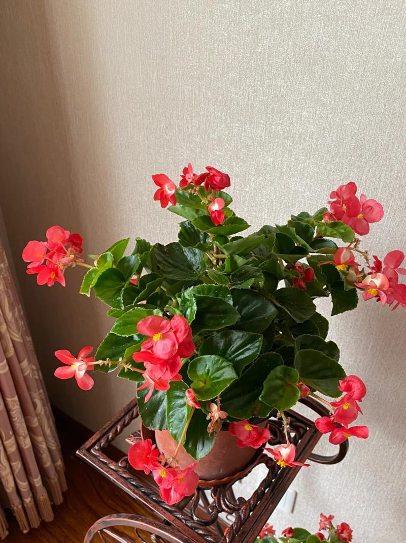 四季海棠春天怎么养？四季海棠春天怎么养护和管理？-第7张图片-优品飞百科