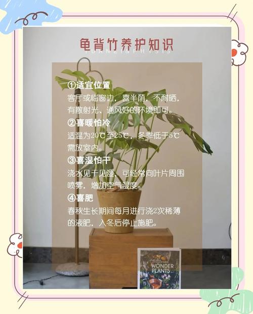 龟背竹怎么养护，龟背竹怎么养护和管理