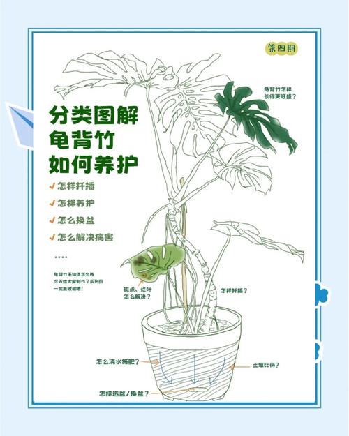 龟背竹怎么养护，龟背竹怎么养护和管理-第2张图片-优品飞百科