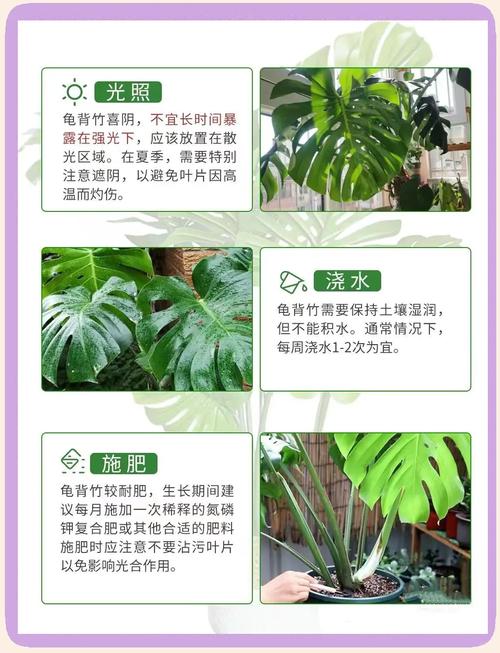 龟背竹怎么养护，龟背竹怎么养护和管理-第4张图片-优品飞百科