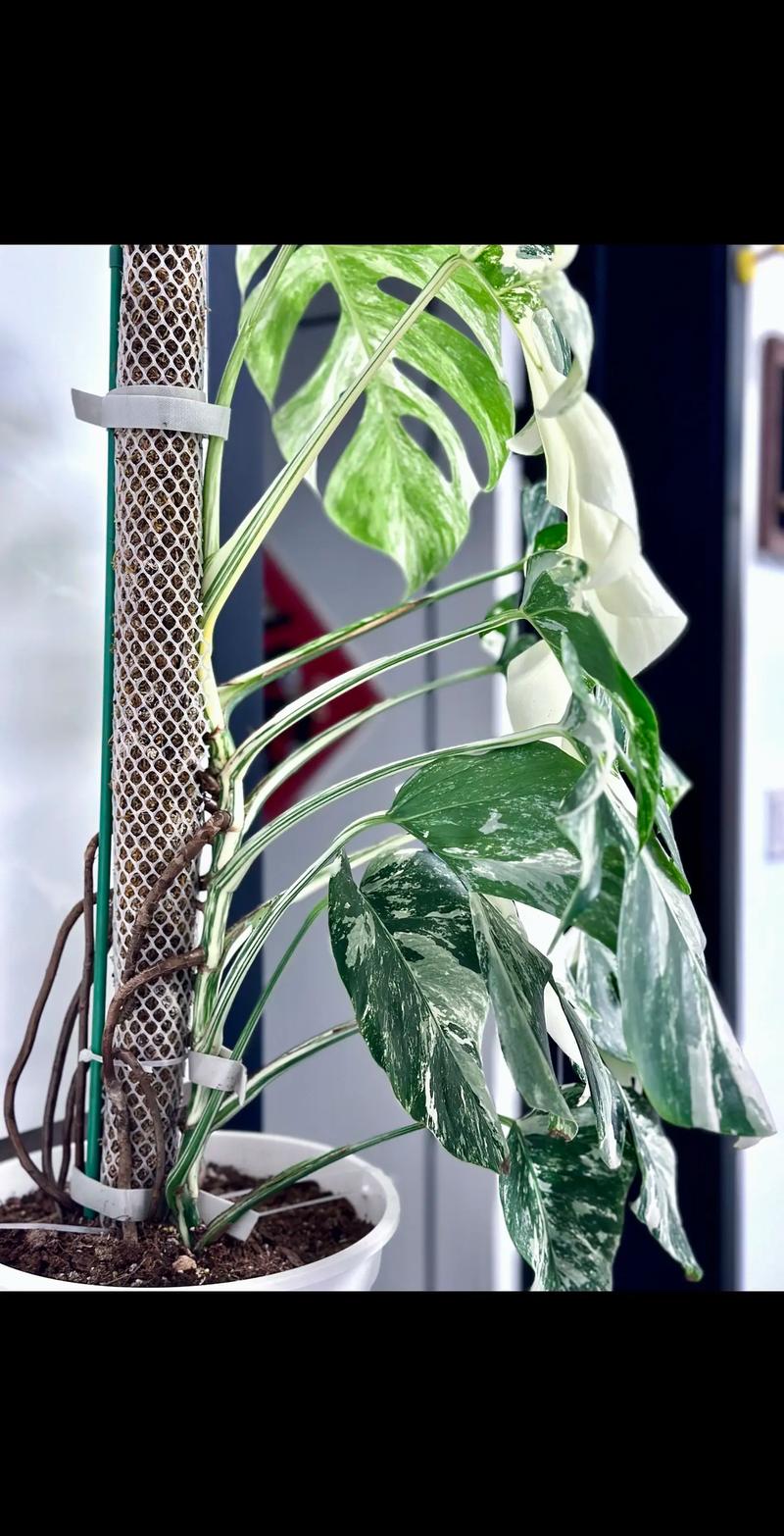 龟背竹怎么养护，龟背竹怎么养护和管理-第5张图片-优品飞百科