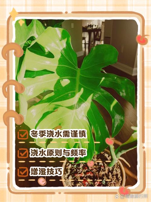 龟背竹怎么养护，龟背竹怎么养护和管理-第6张图片-优品飞百科