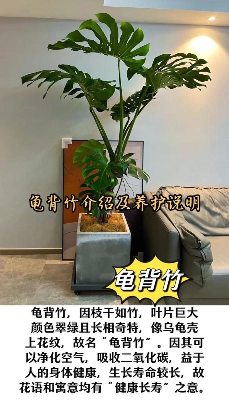 龟背竹怎么养护，龟背竹怎么养护和管理-第7张图片-优品飞百科