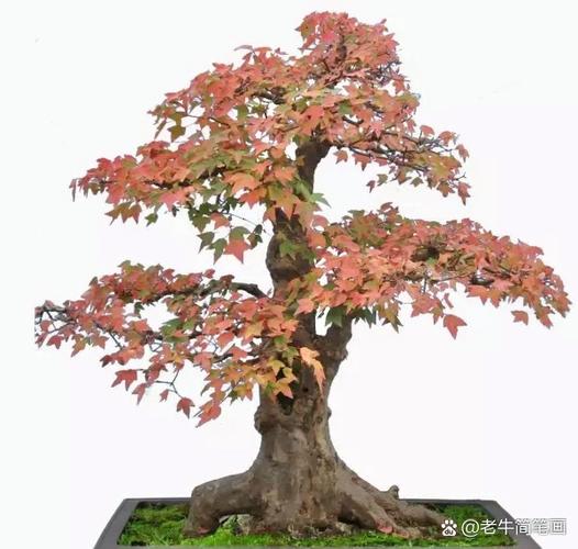 三角风怎么养？三角风的好处和作用？