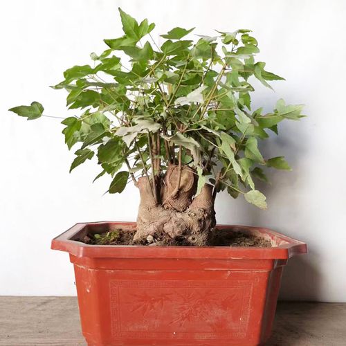 三角风怎么养？三角风的好处和作用？-第2张图片-优品飞百科