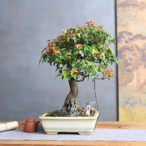 三角风怎么养？三角风的好处和作用？-第3张图片-优品飞百科