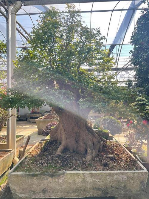 三角风怎么养？三角风的好处和作用？-第4张图片-优品飞百科