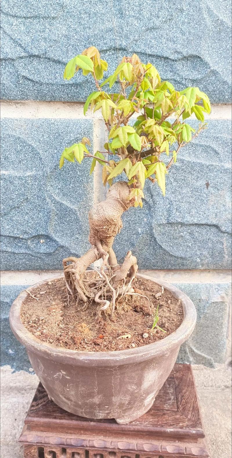 三角风怎么养？三角风的好处和作用？-第5张图片-优品飞百科