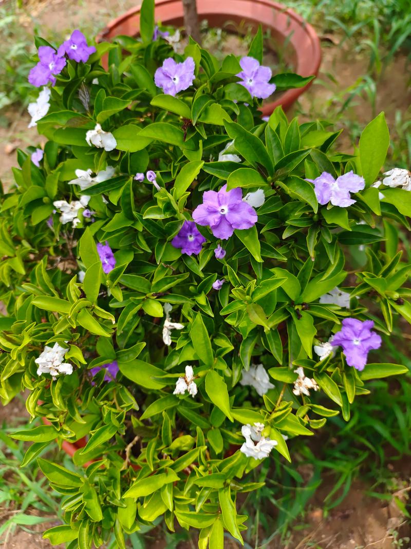 双色茉莉什么时候修剪，双色茉莉什么时候修剪合适