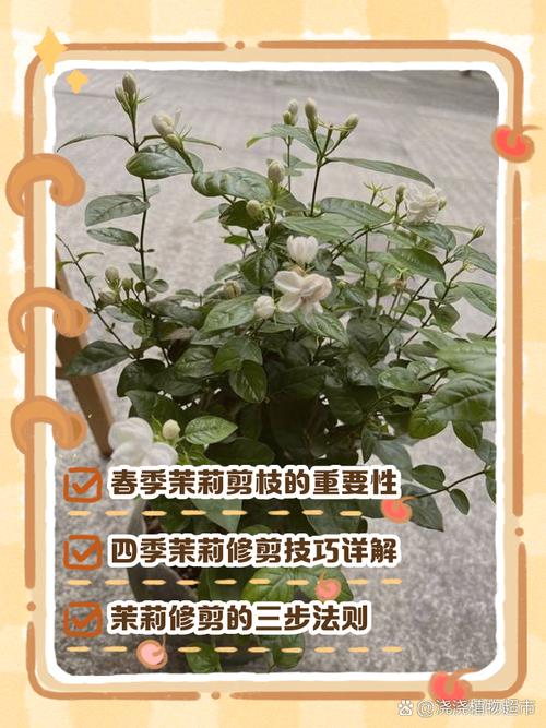 双色茉莉什么时候修剪，双色茉莉什么时候修剪合适-第2张图片-优品飞百科