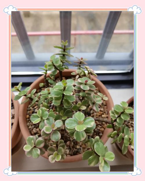 雅乐之舞怎么栽，雅乐之舞栽培技术-第2张图片-优品飞百科