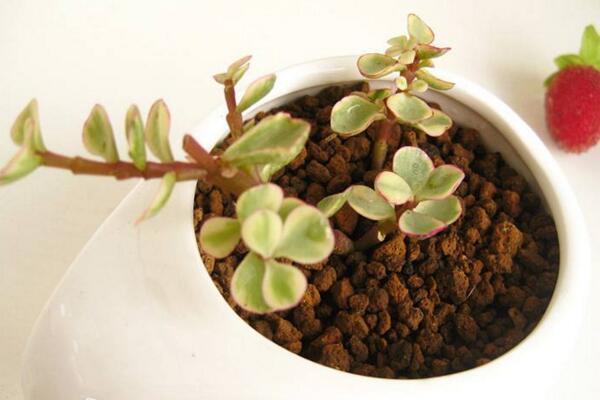 雅乐之舞怎么栽，雅乐之舞栽培技术-第3张图片-优品飞百科