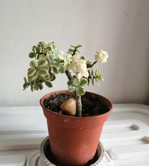 雅乐之舞怎么栽，雅乐之舞栽培技术-第4张图片-优品飞百科