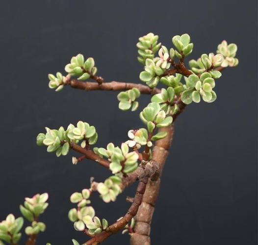 雅乐之舞怎么栽，雅乐之舞栽培技术-第5张图片-优品飞百科