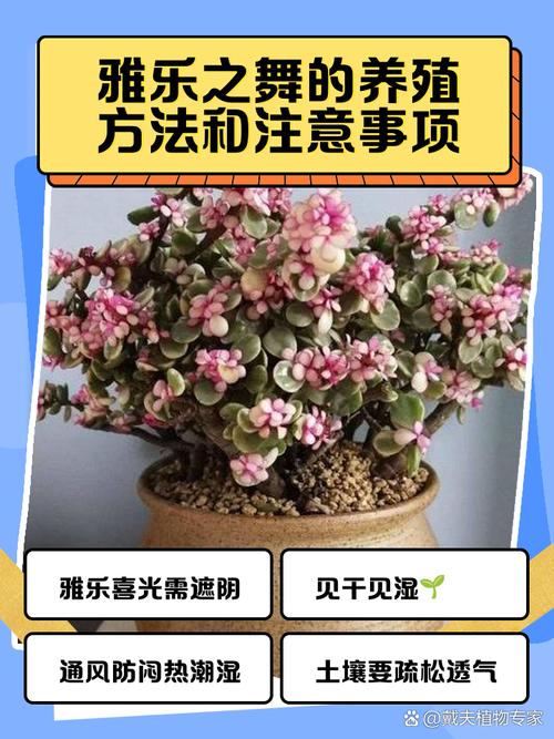 雅乐之舞怎么栽，雅乐之舞栽培技术-第6张图片-优品飞百科