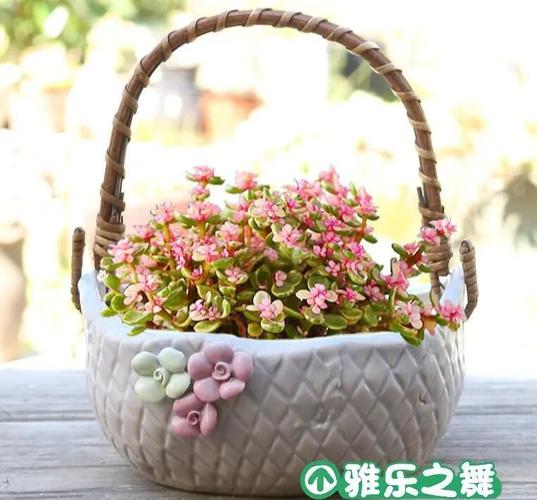 雅乐之舞怎么栽，雅乐之舞栽培技术-第7张图片-优品飞百科