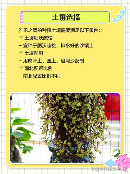 雅乐之舞怎么栽，雅乐之舞栽培技术-第8张图片-优品飞百科