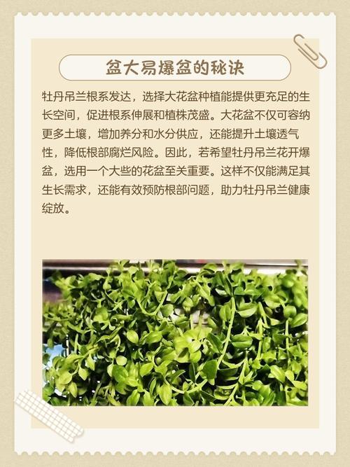 怎么使牡丹吊兰多开花？怎样使牡丹吊兰开花？