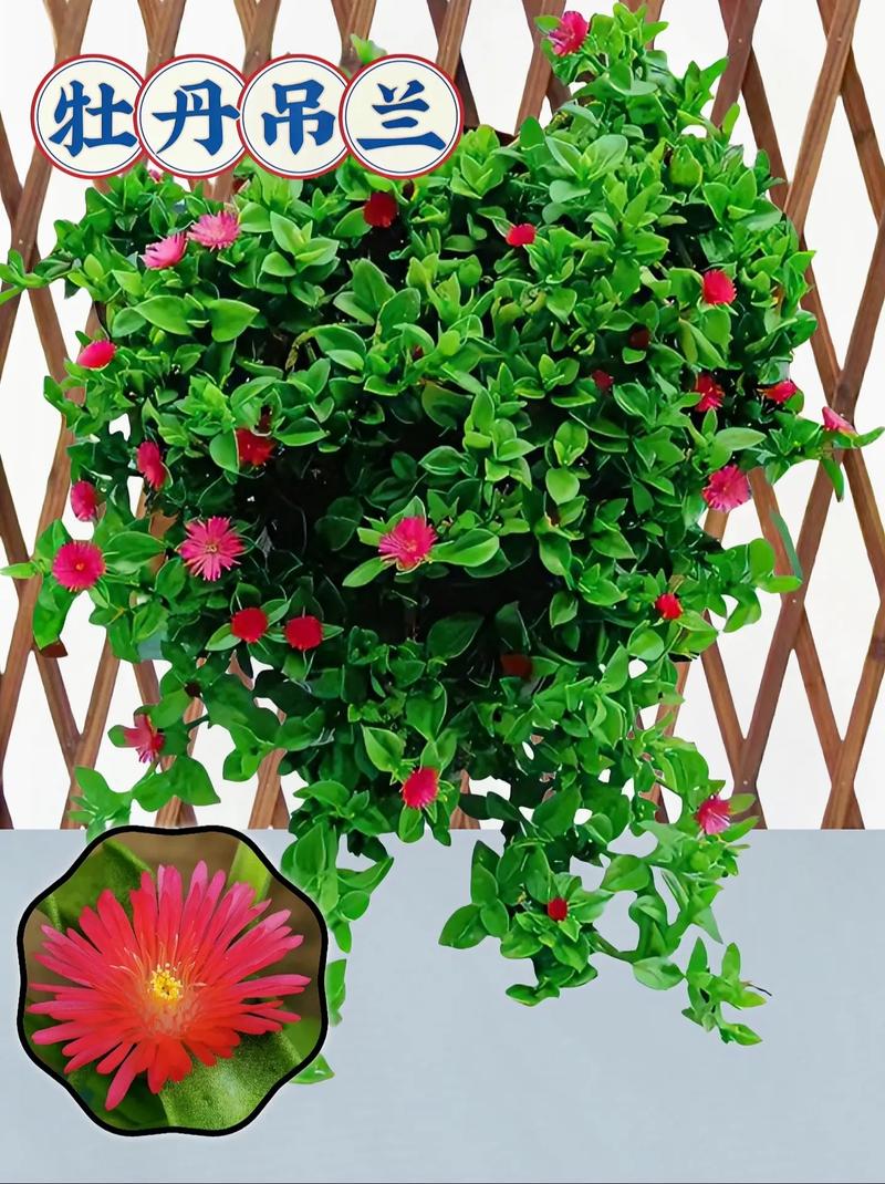 怎么使牡丹吊兰多开花？怎样使牡丹吊兰开花？-第2张图片-优品飞百科